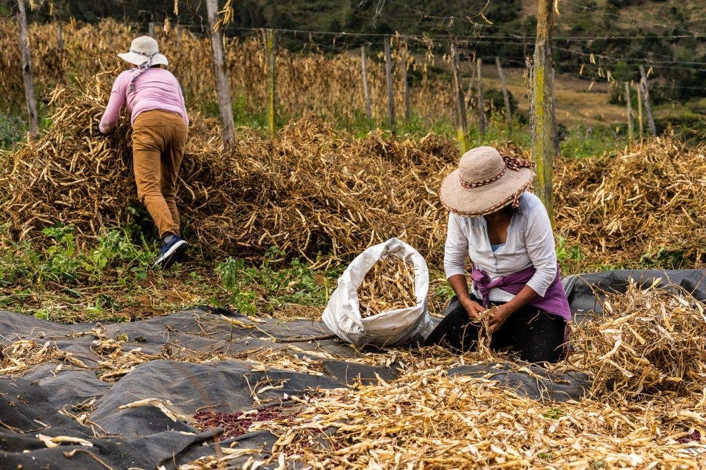 Mujeres en el campo